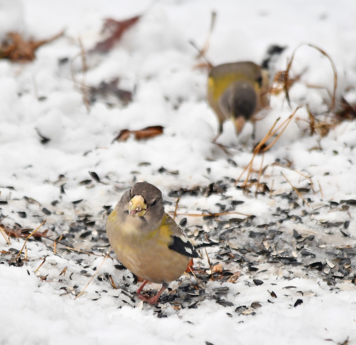 Evening Grosbeak - ML645744497