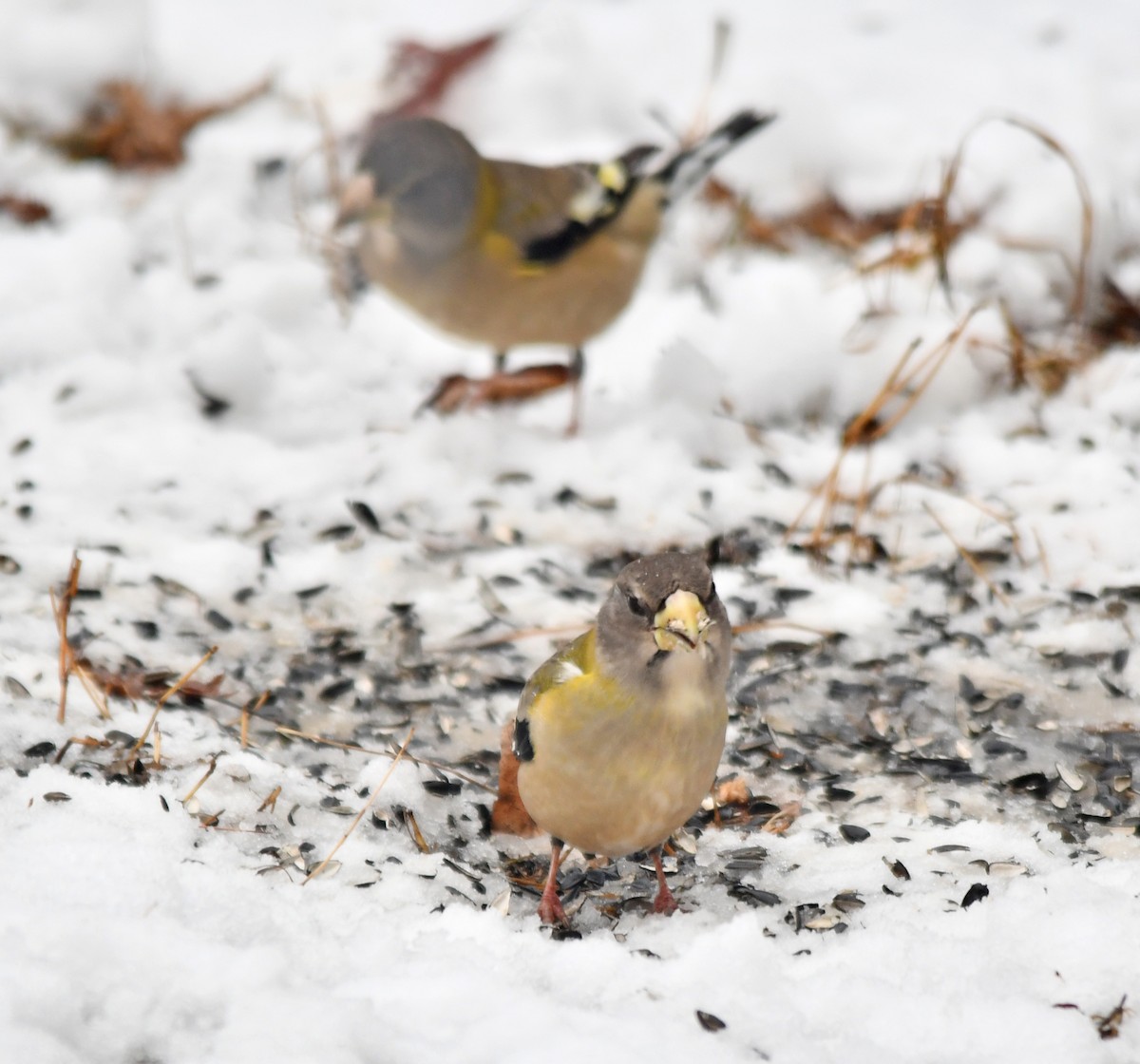 Evening Grosbeak - ML645744498