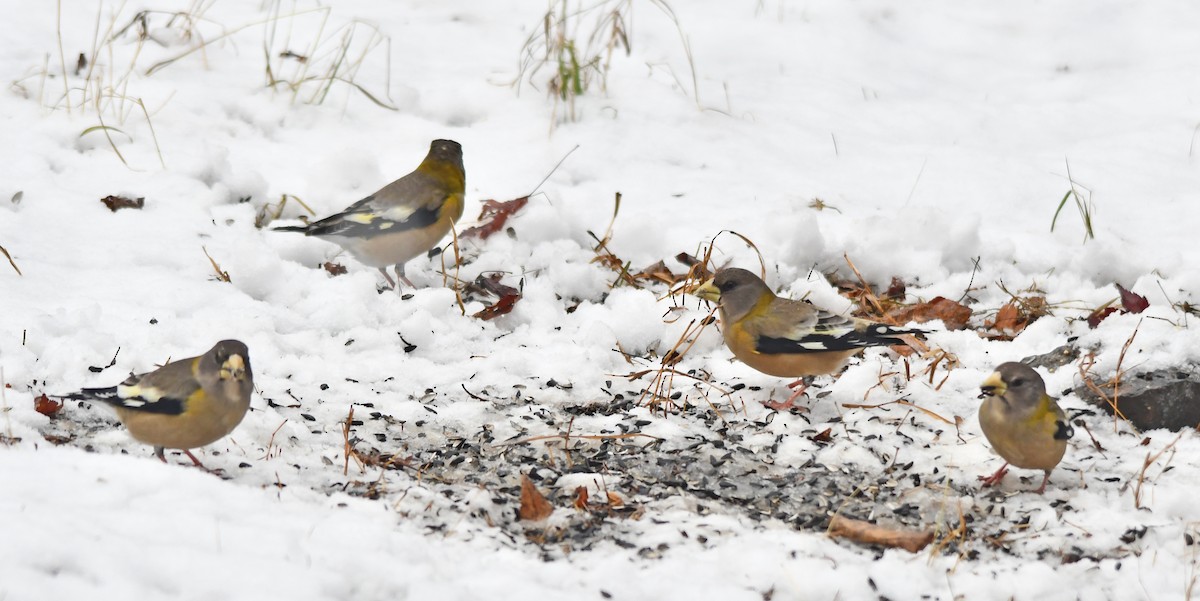 Evening Grosbeak - ML645744499