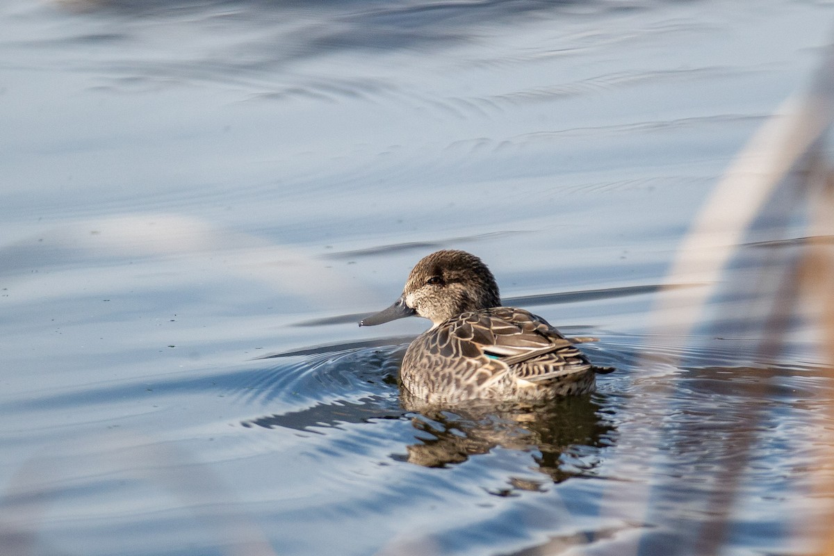 Ногоохон нугас - ML645744500