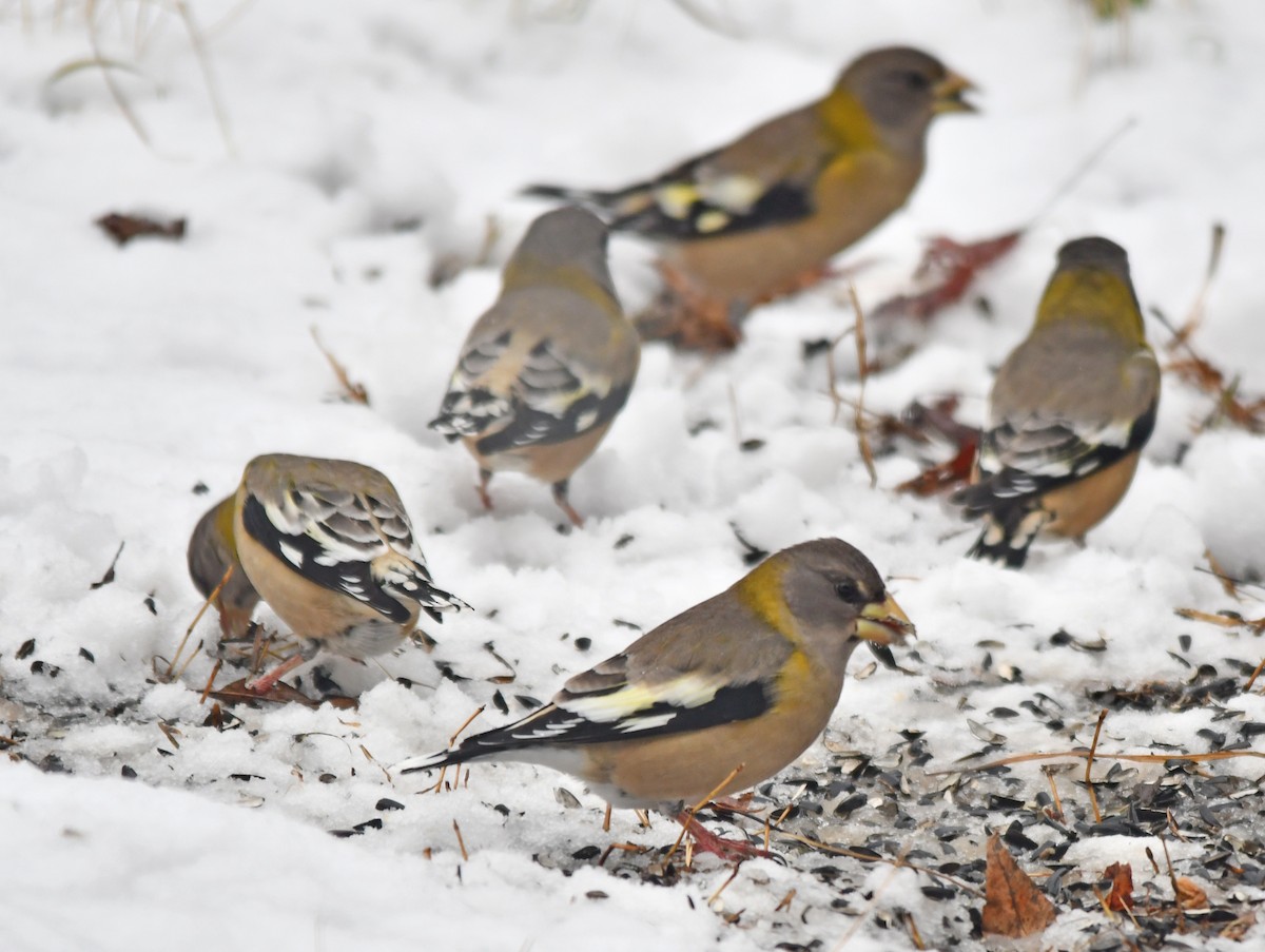 Evening Grosbeak - ML645744501