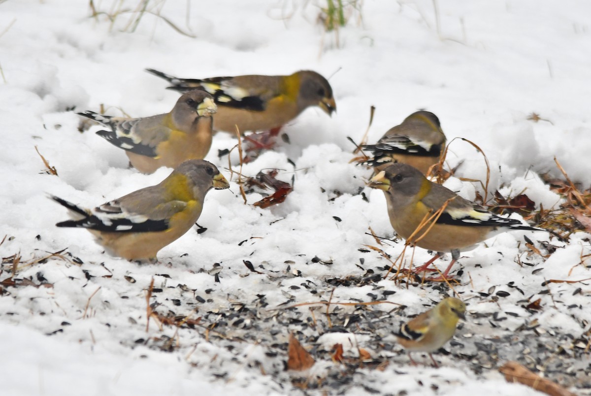 Evening Grosbeak - ML645744502