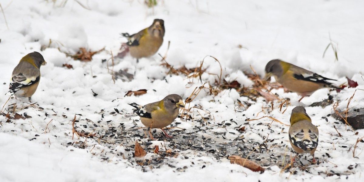 Evening Grosbeak - ML645744503
