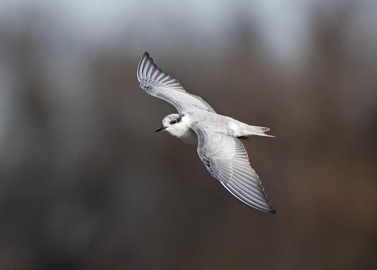 黑腹燕鷗 - ML645744505