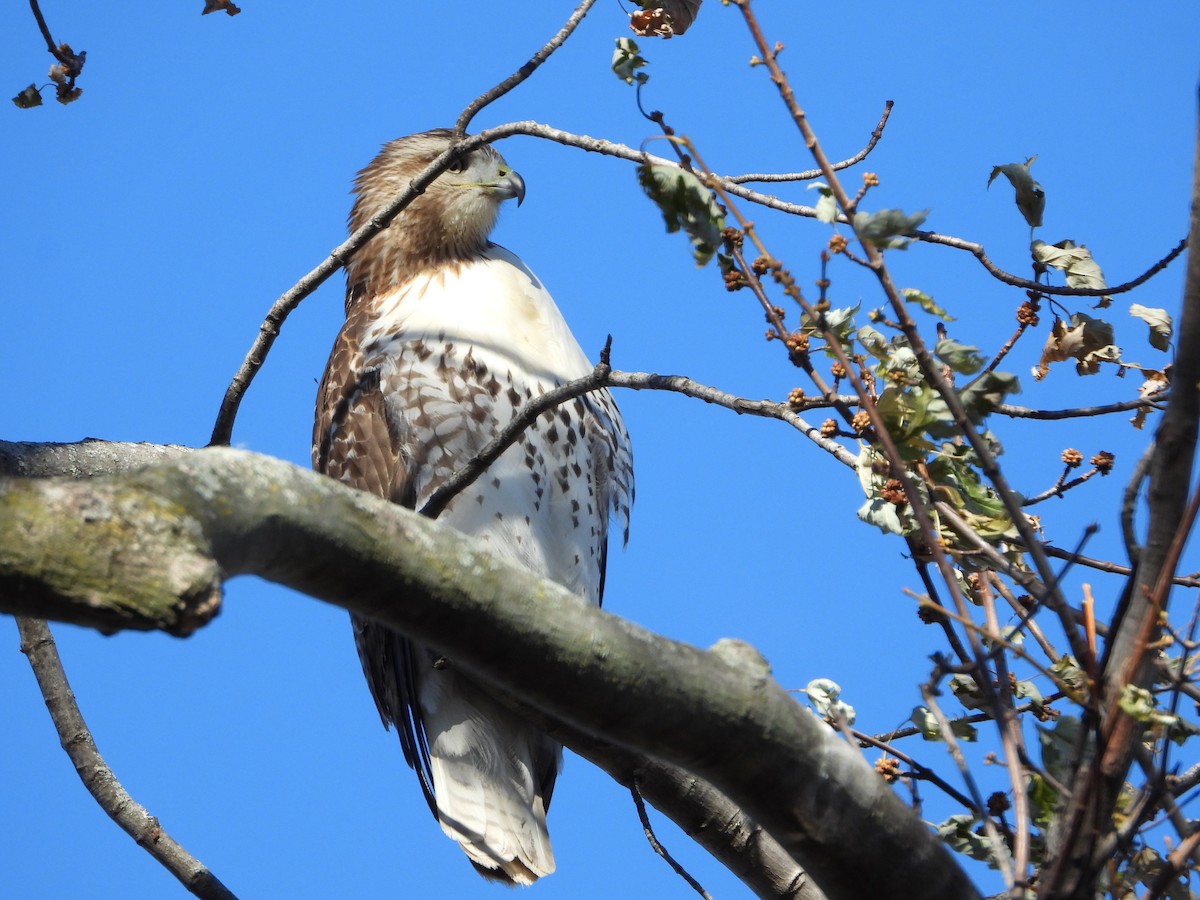 Red-tailed Hawk - ML645744506