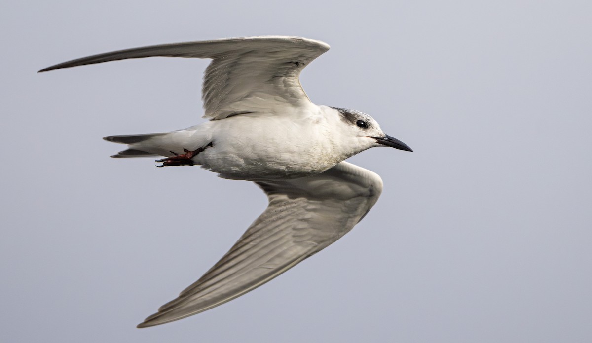 黑腹燕鷗 - ML645744508