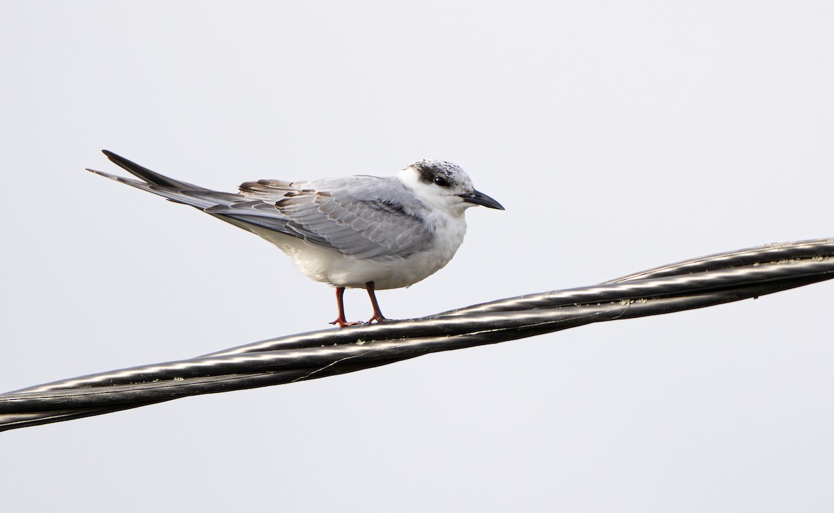 黑腹燕鷗 - ML645744512