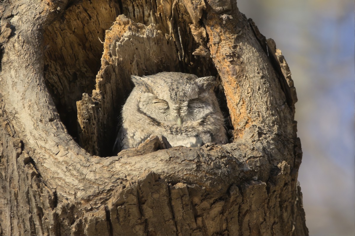 Eastern Screech-Owl - ML645744517