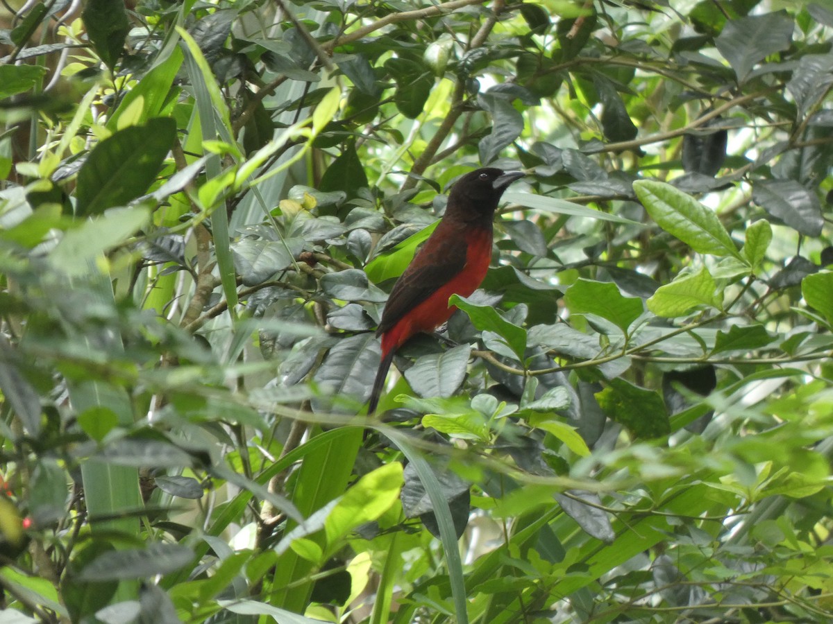 Crimson-backed Tanager - ML645744529
