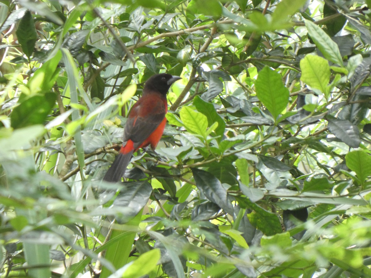 Crimson-backed Tanager - ML645744530