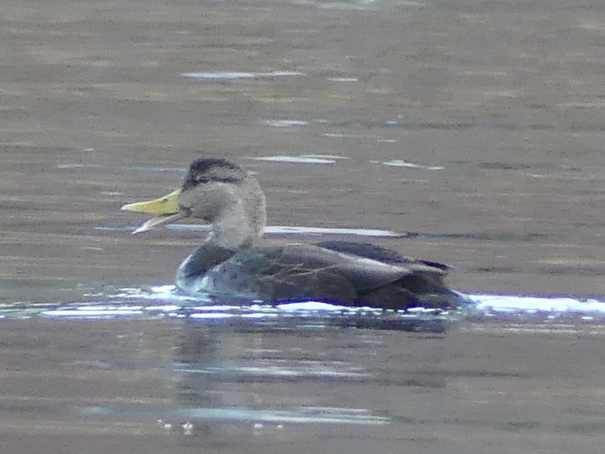American Black Duck - ML645744548