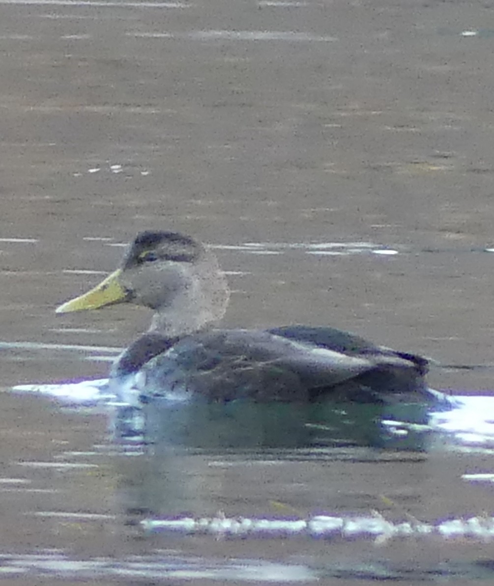 American Black Duck - ML645744549