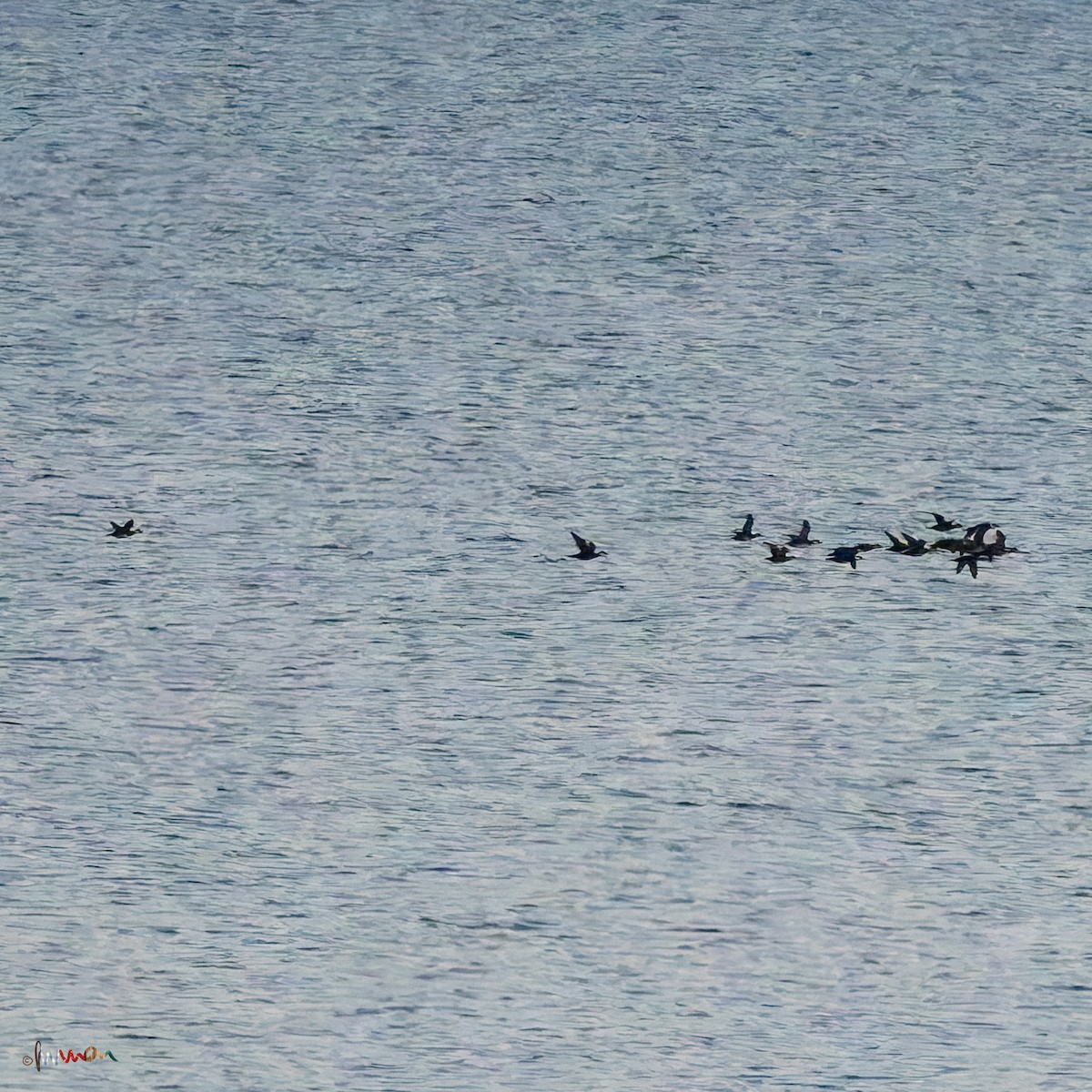 Ahatebeltz eurasiarra - ML645744555