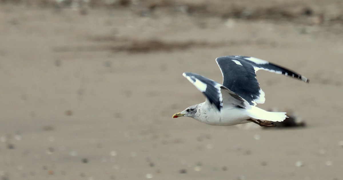 Lesser Black-backed Gull - ML645744557