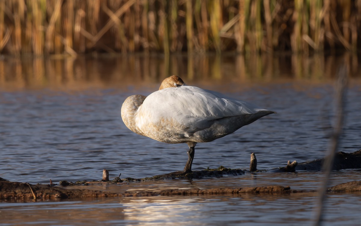 Trumpeter Swan - ML645744571