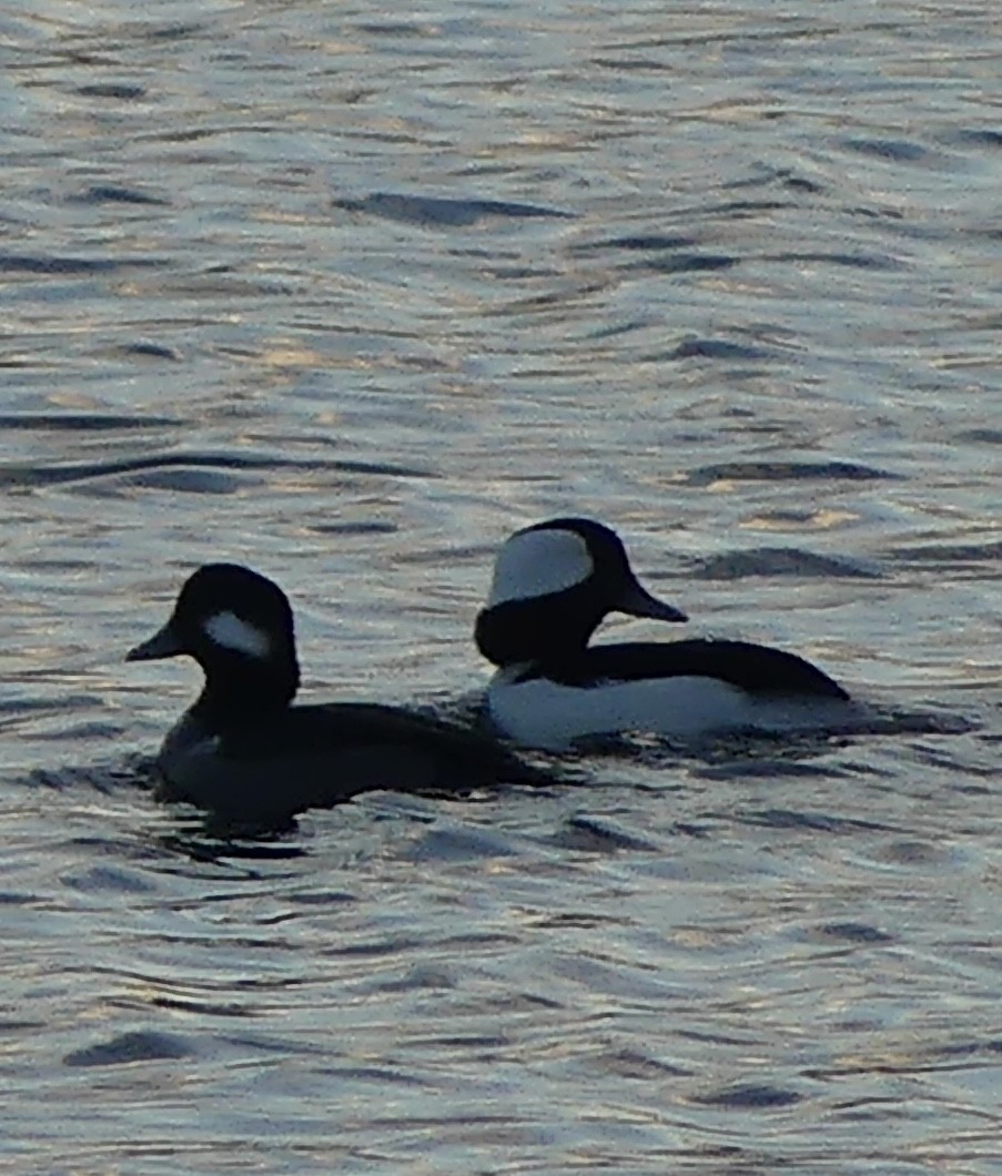 Bufflehead - ML645744575