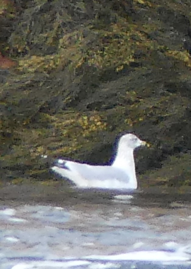 Ring-billed Gull - ML645744589