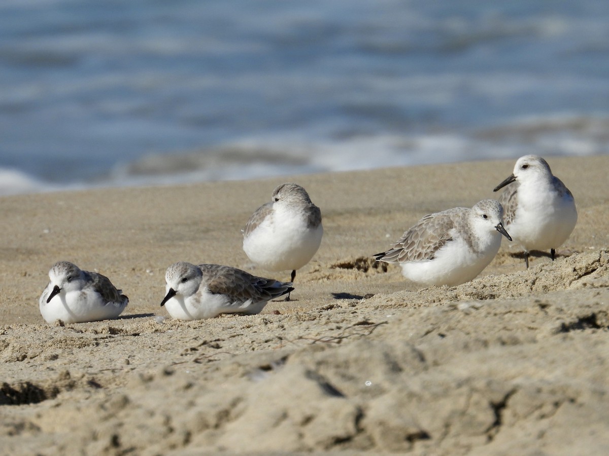 Песчанка - ML645744592