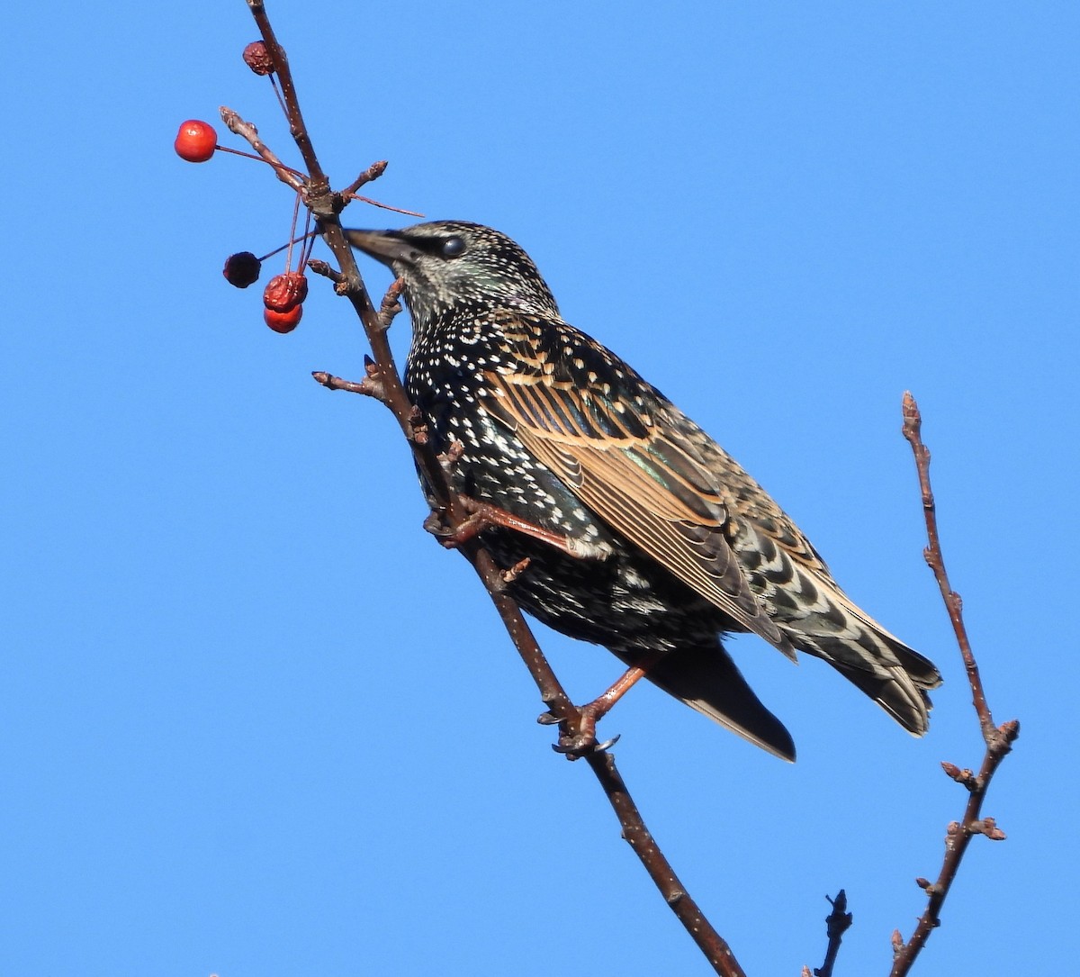 歐洲椋鳥 - ML645744595