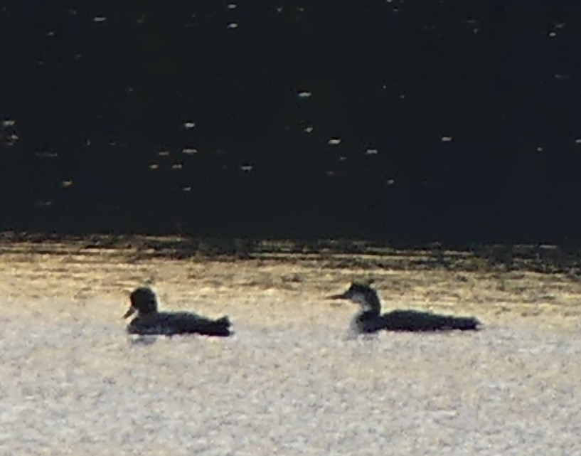 Common Loon - ML645744598
