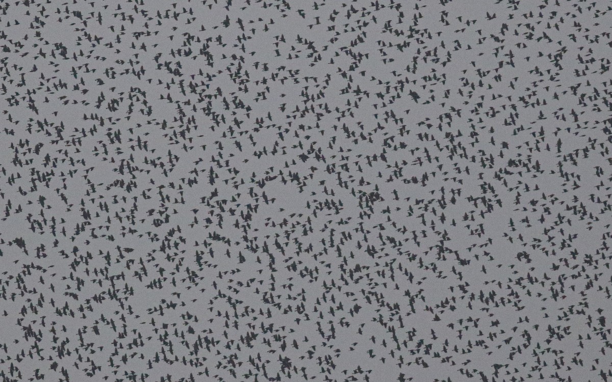 Red-winged Blackbird (Red-winged) - ML645744599