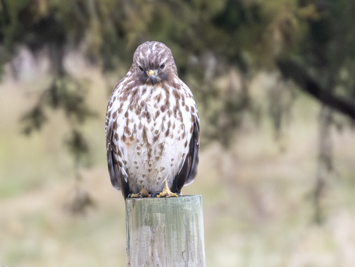 Red-shouldered Hawk - ML645744610