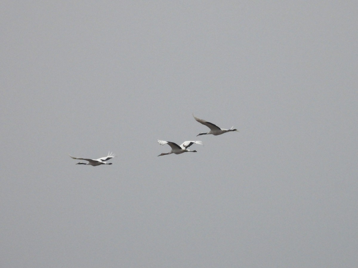 Mandschurenkranich - ML645744614