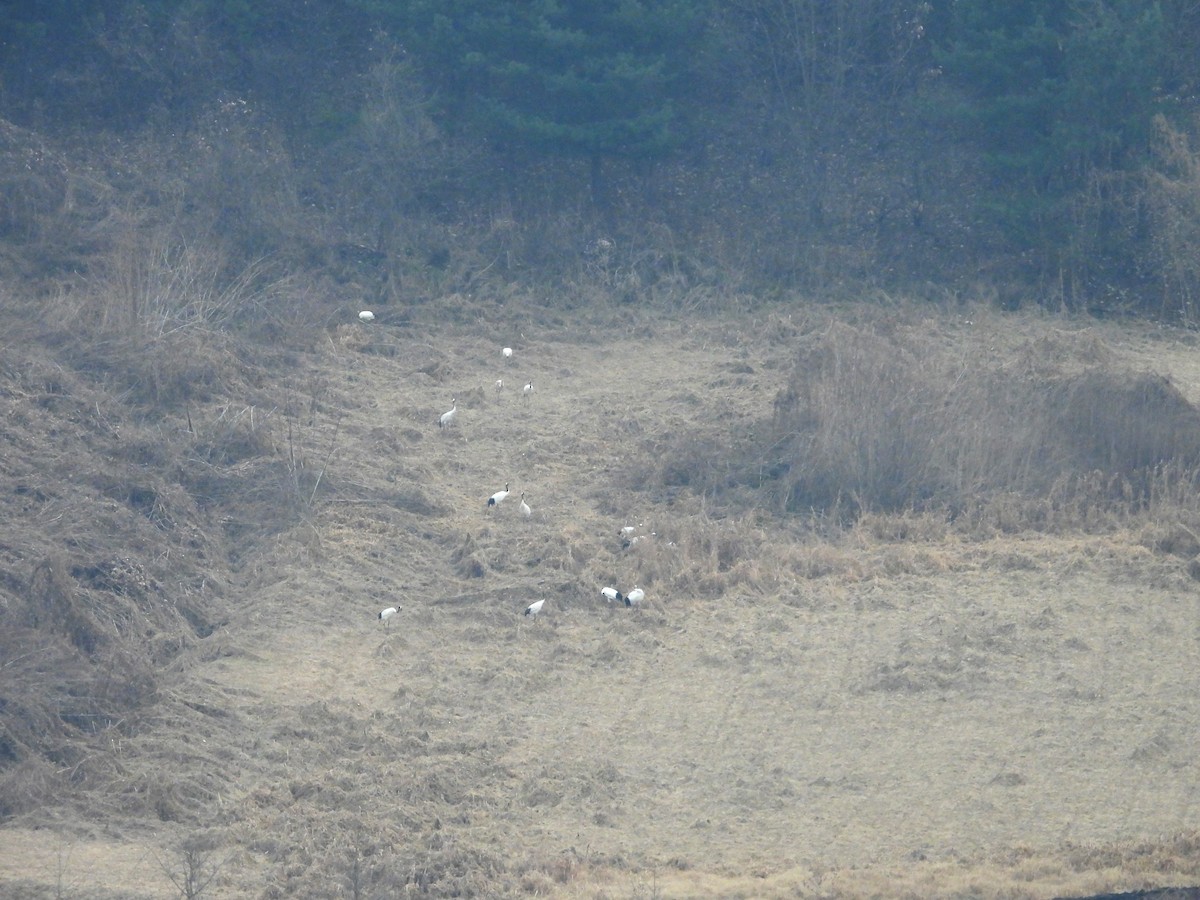 Mandschurenkranich - ML645744615