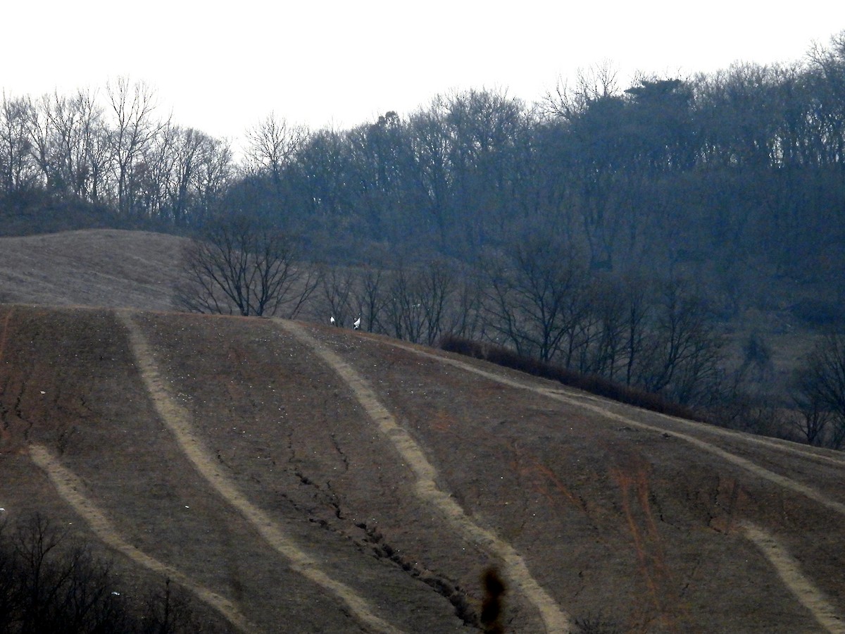 Mandschurenkranich - ML645744619