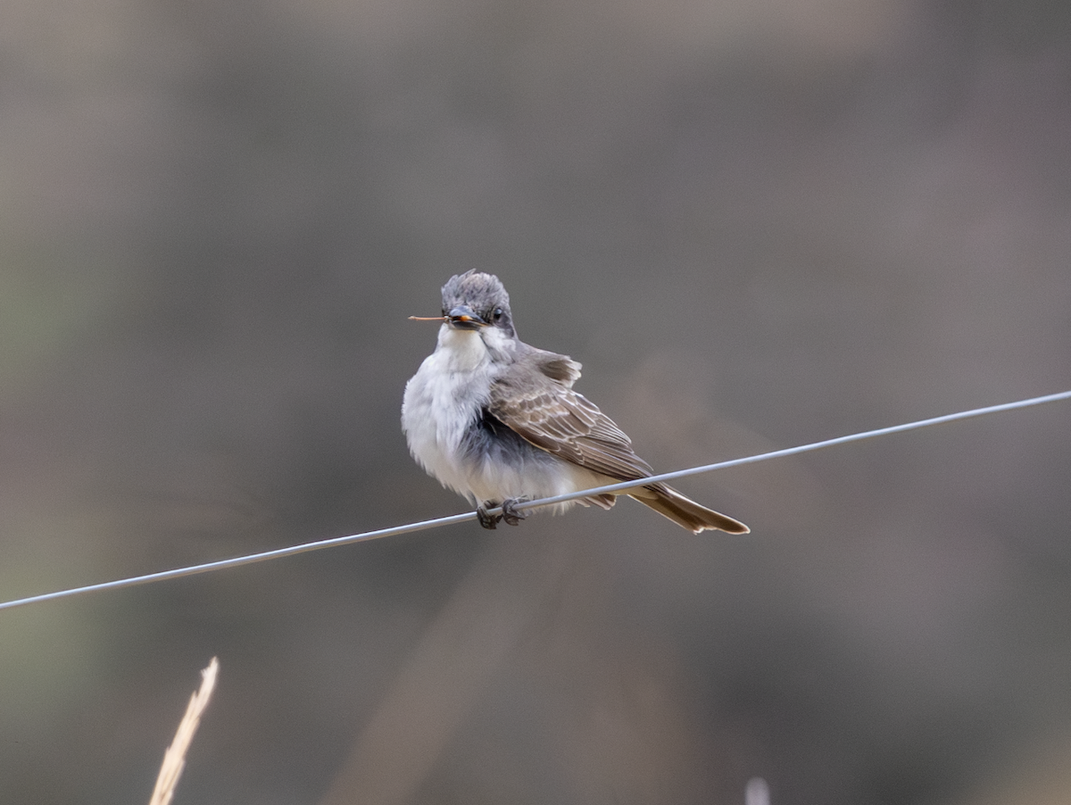 Gray Kingbird - ML645744621