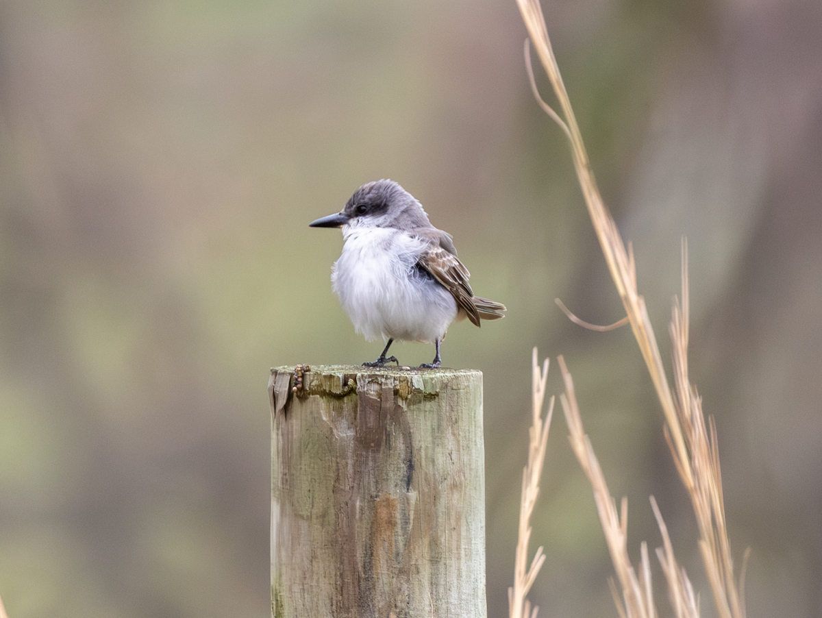 Gray Kingbird - ML645744622