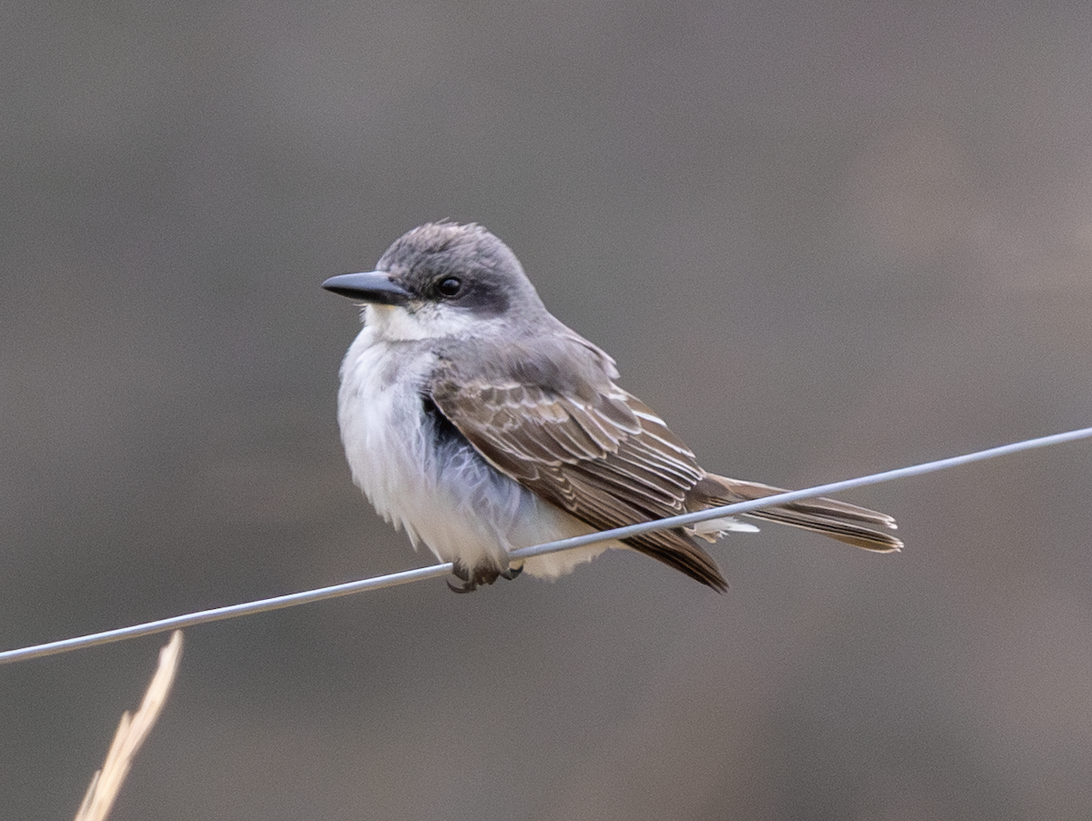 Gray Kingbird - ML645744623