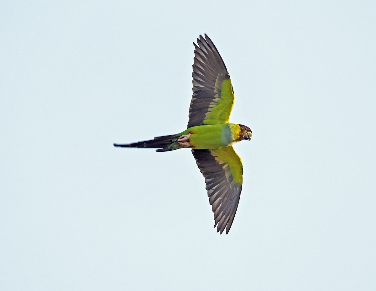 Nanday Parakeet - ML645744624