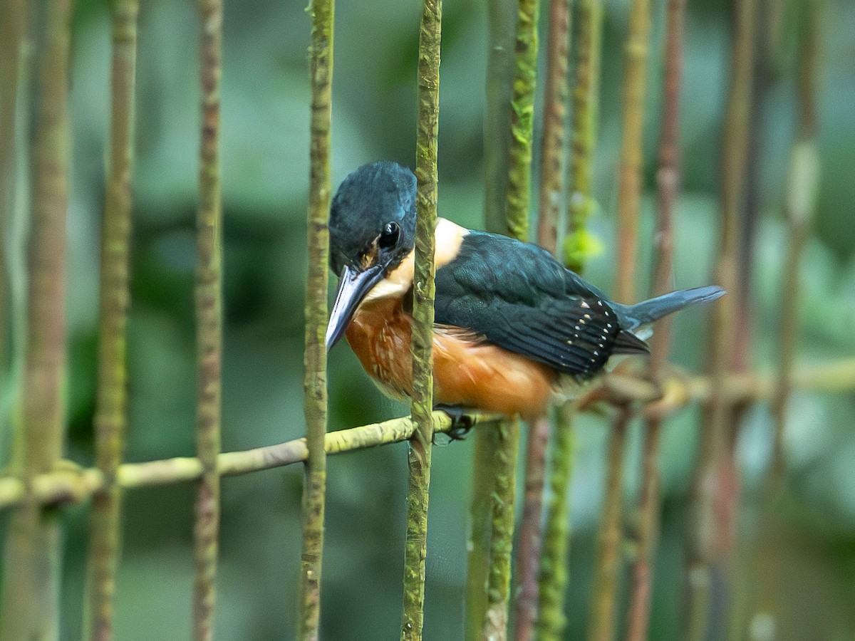 American Pygmy Kingfisher - ML645744628