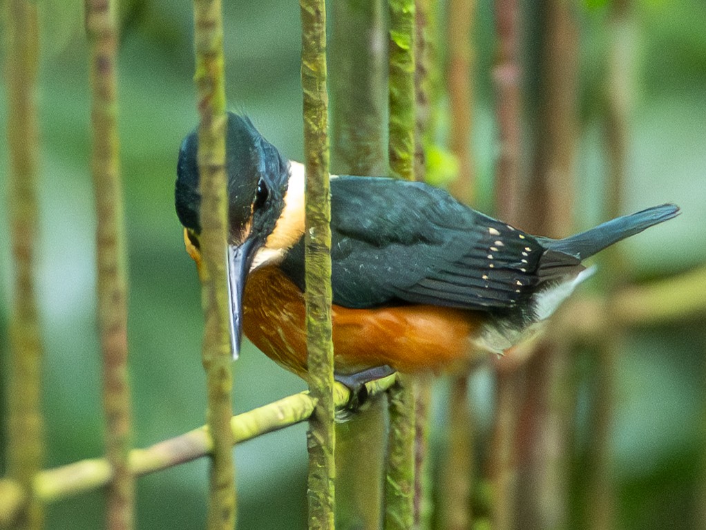 American Pygmy Kingfisher - ML645744637