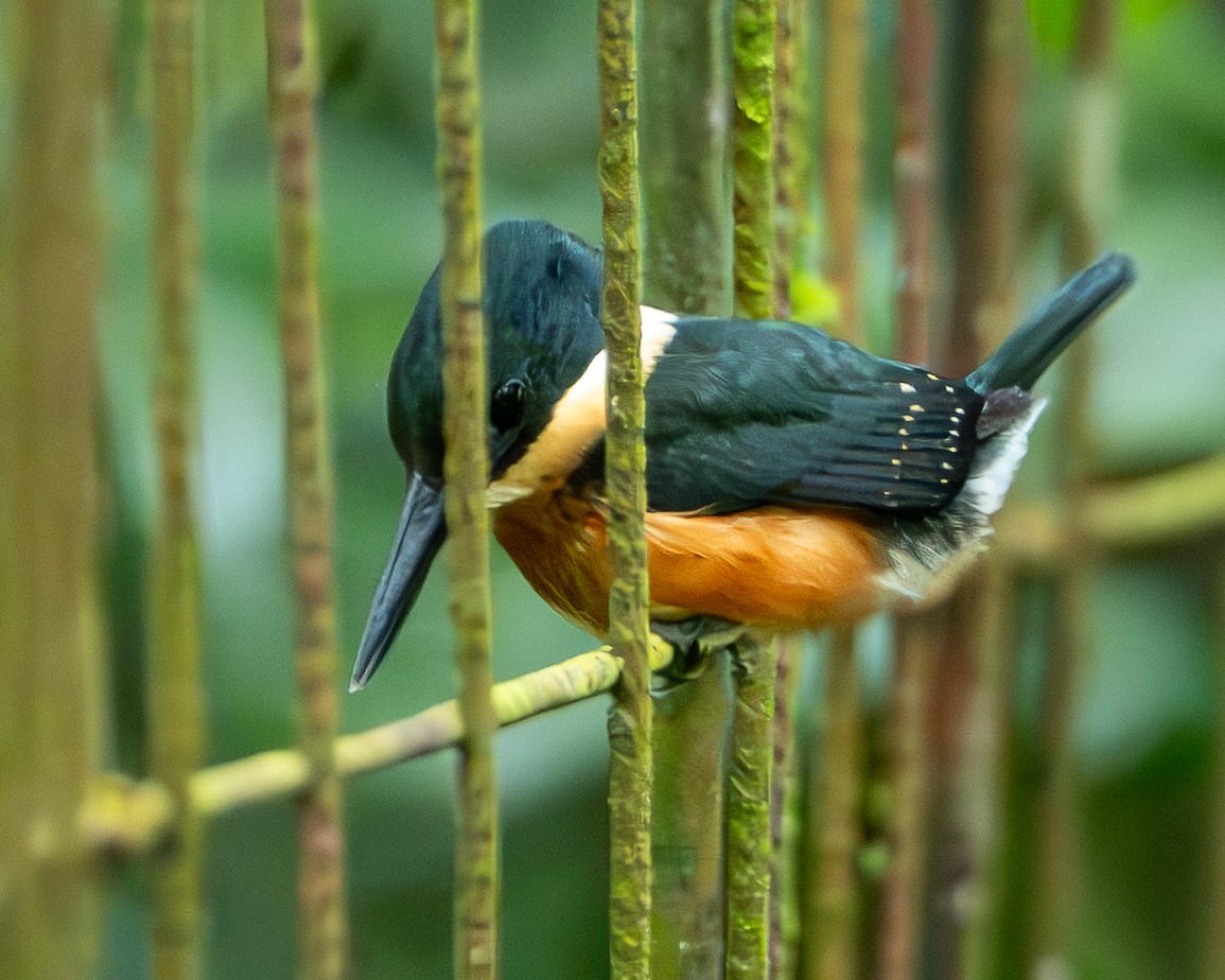 American Pygmy Kingfisher - ML645744644