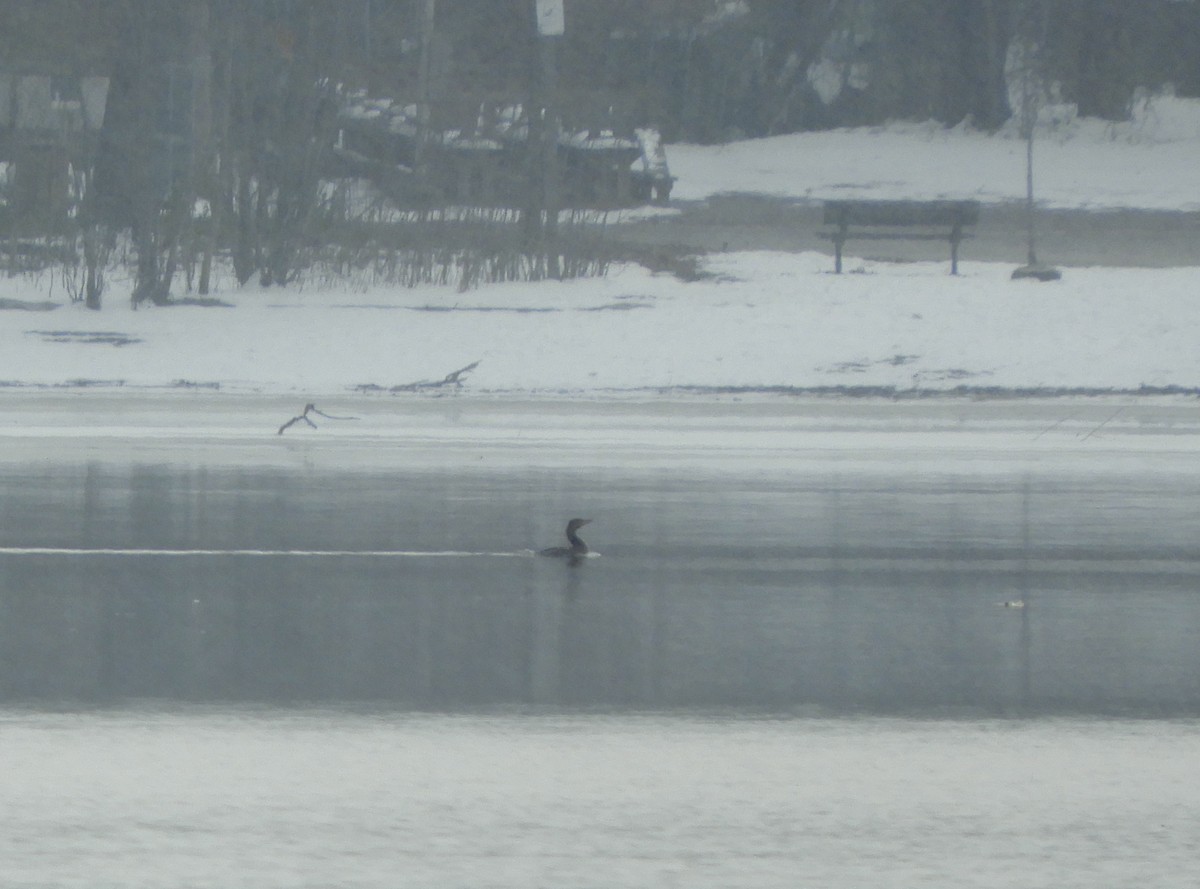Double-crested Cormorant - ML645744647
