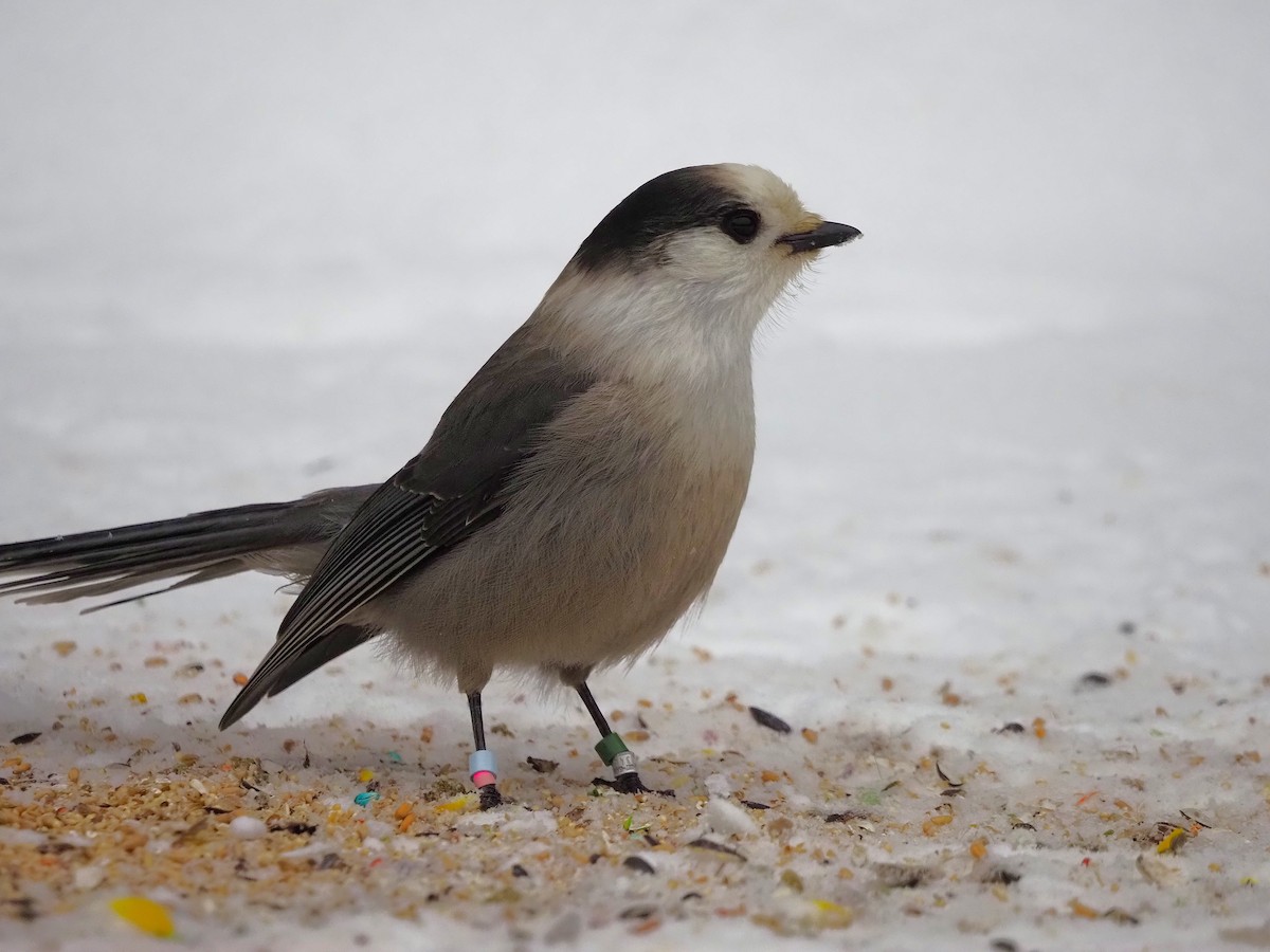Canada Jay - ML645744648