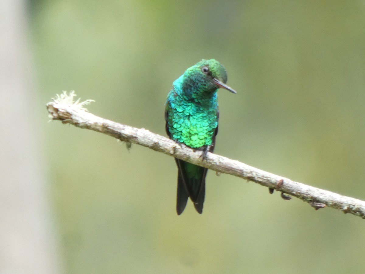 fiolørekolibri - ML645744656