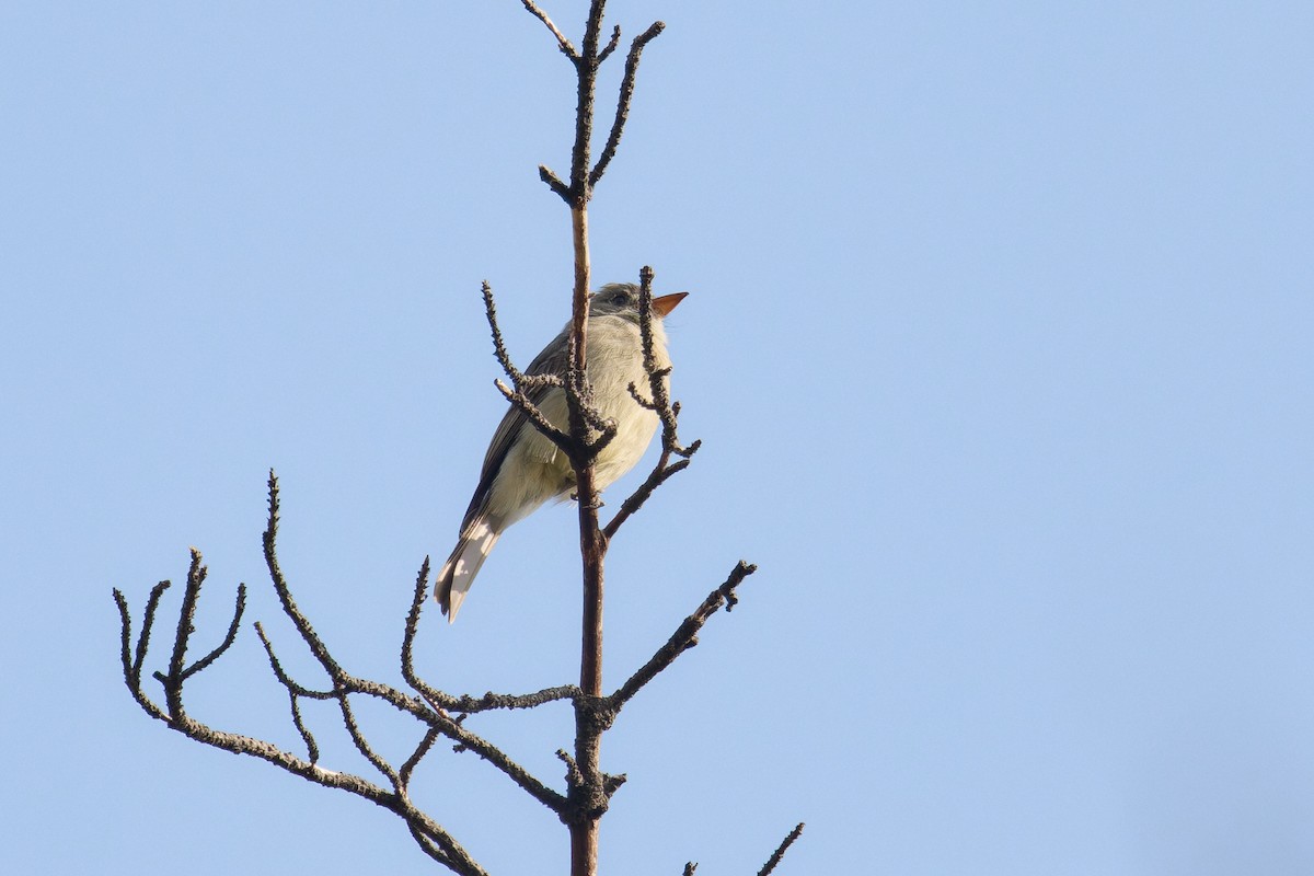 Greater Pewee - ML645744658