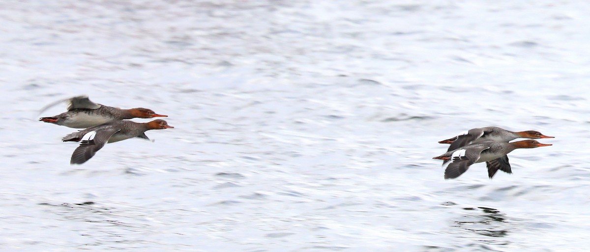 Red-breasted Merganser - ML645744666