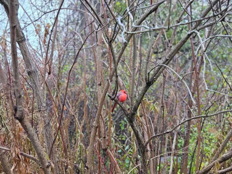 קרדינל צפוני - ML645744676