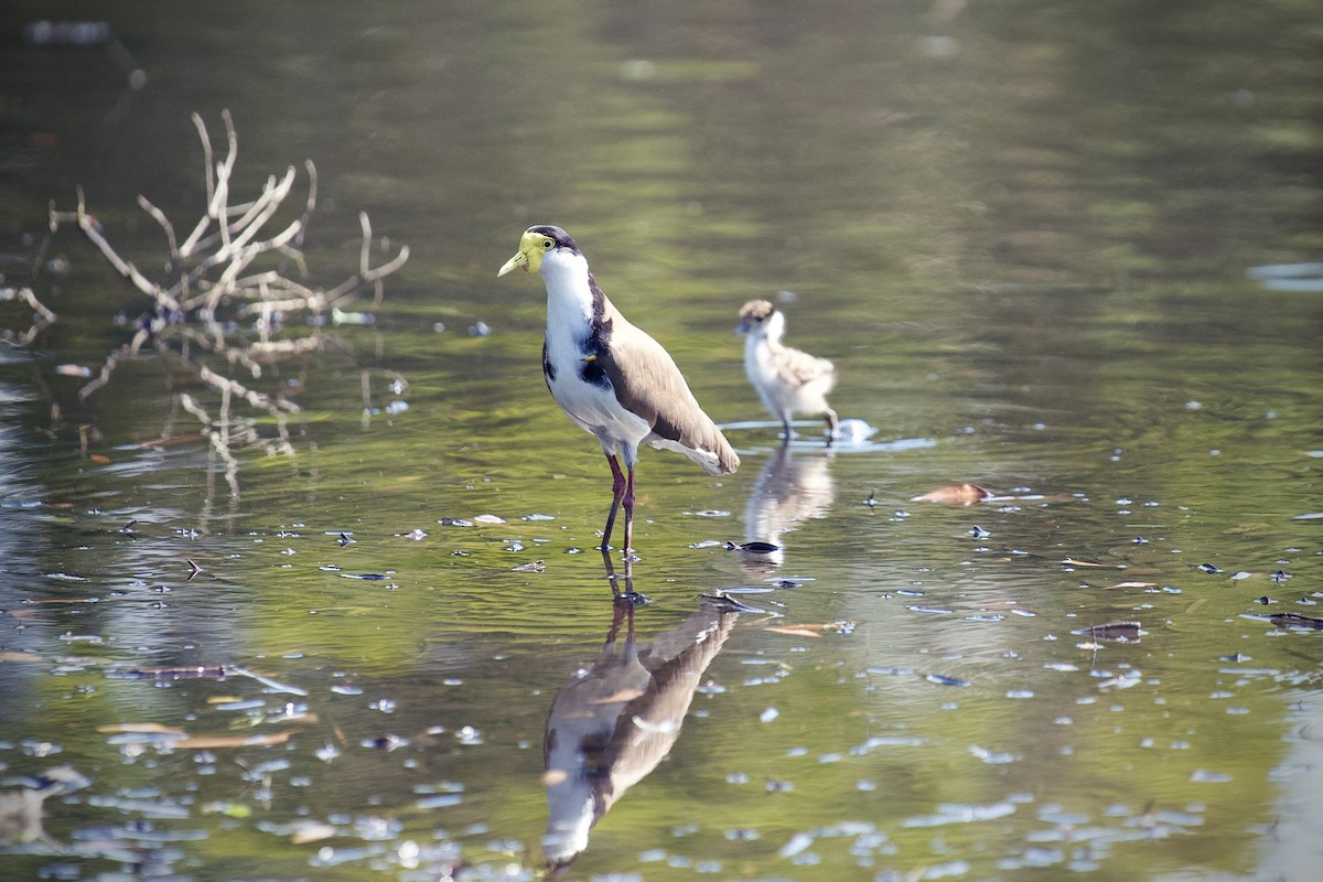 Hegabera maskaraduna - ML645744681