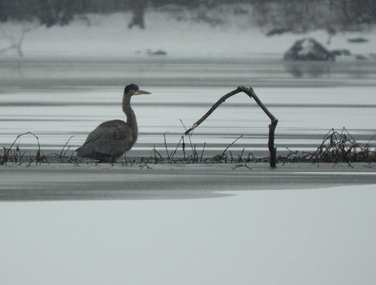 Great Blue Heron - ML645744689