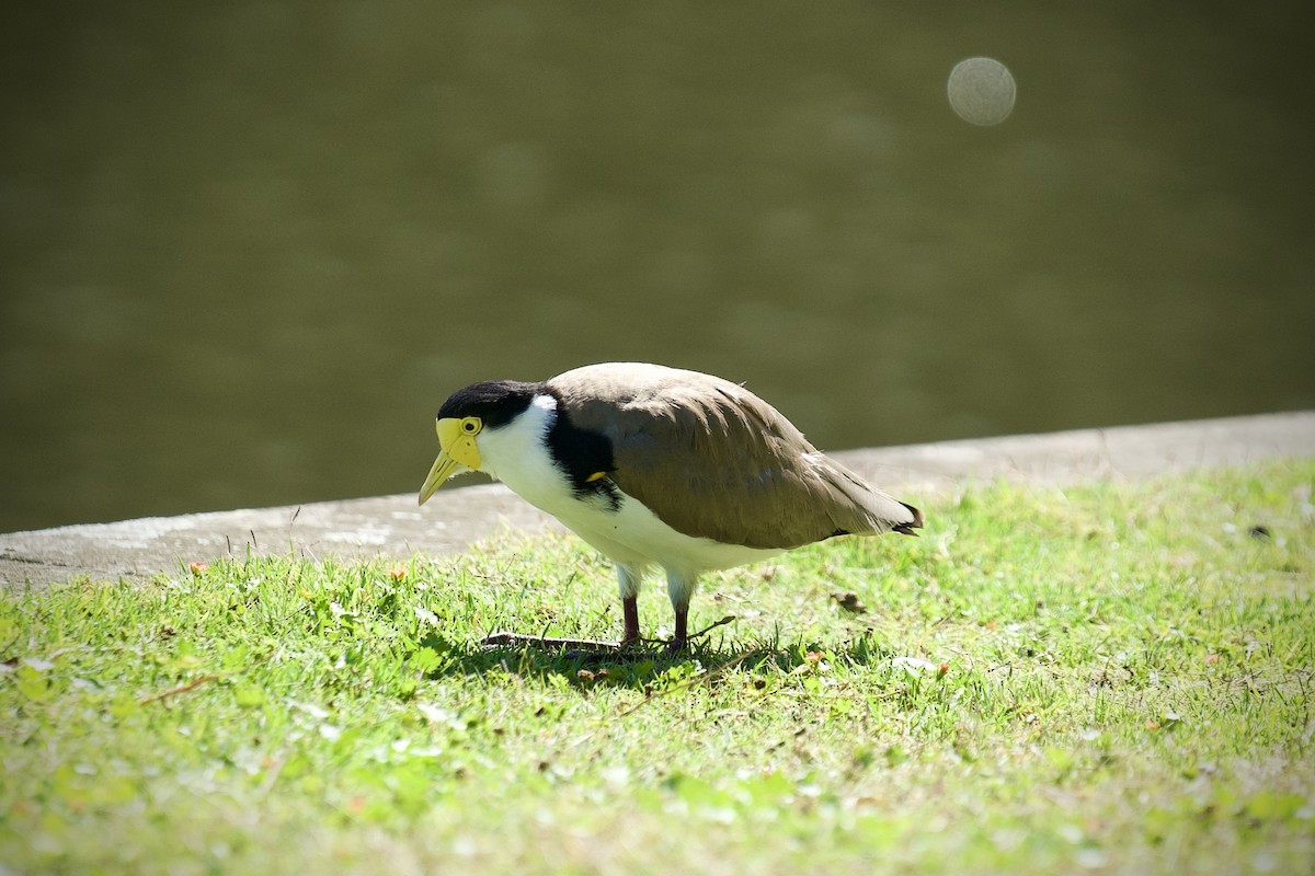 Hegabera maskaraduna - ML645744690