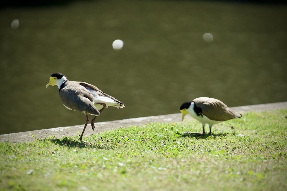Hegabera maskaraduna - ML645744691