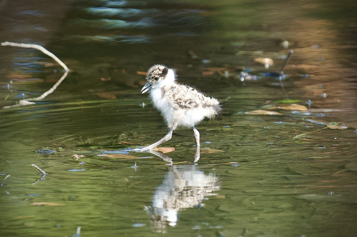 Hegabera maskaraduna - ML645744711