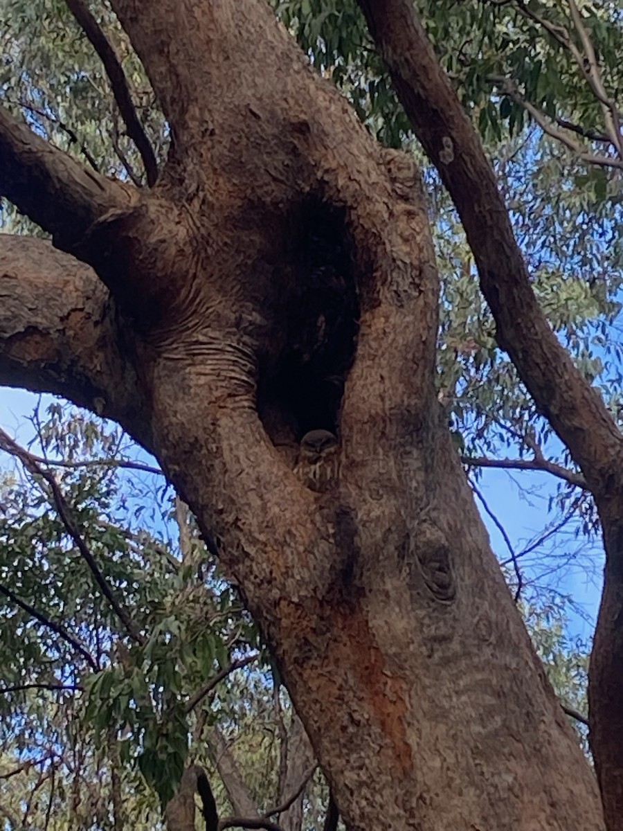 Australian Boobook - ML645744716