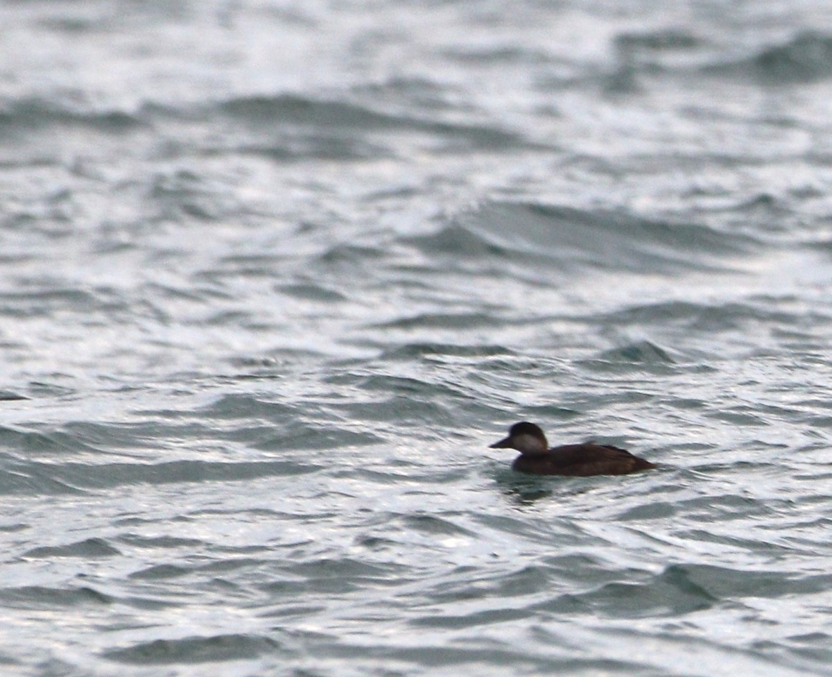 amerikasvartand - ML645744721