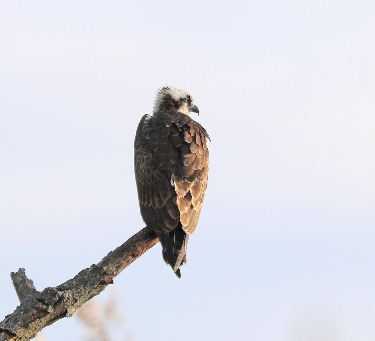 Osprey - ML645744732